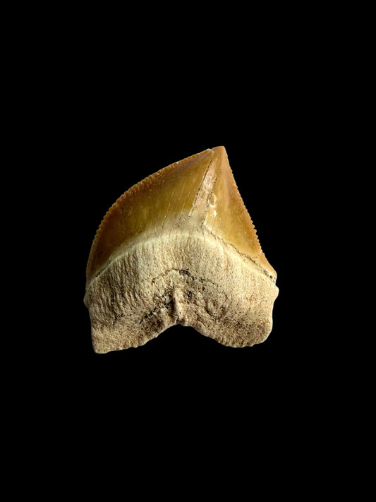 Squalicorax pristodontus shark tooth fossil from Morocco | 1.15"