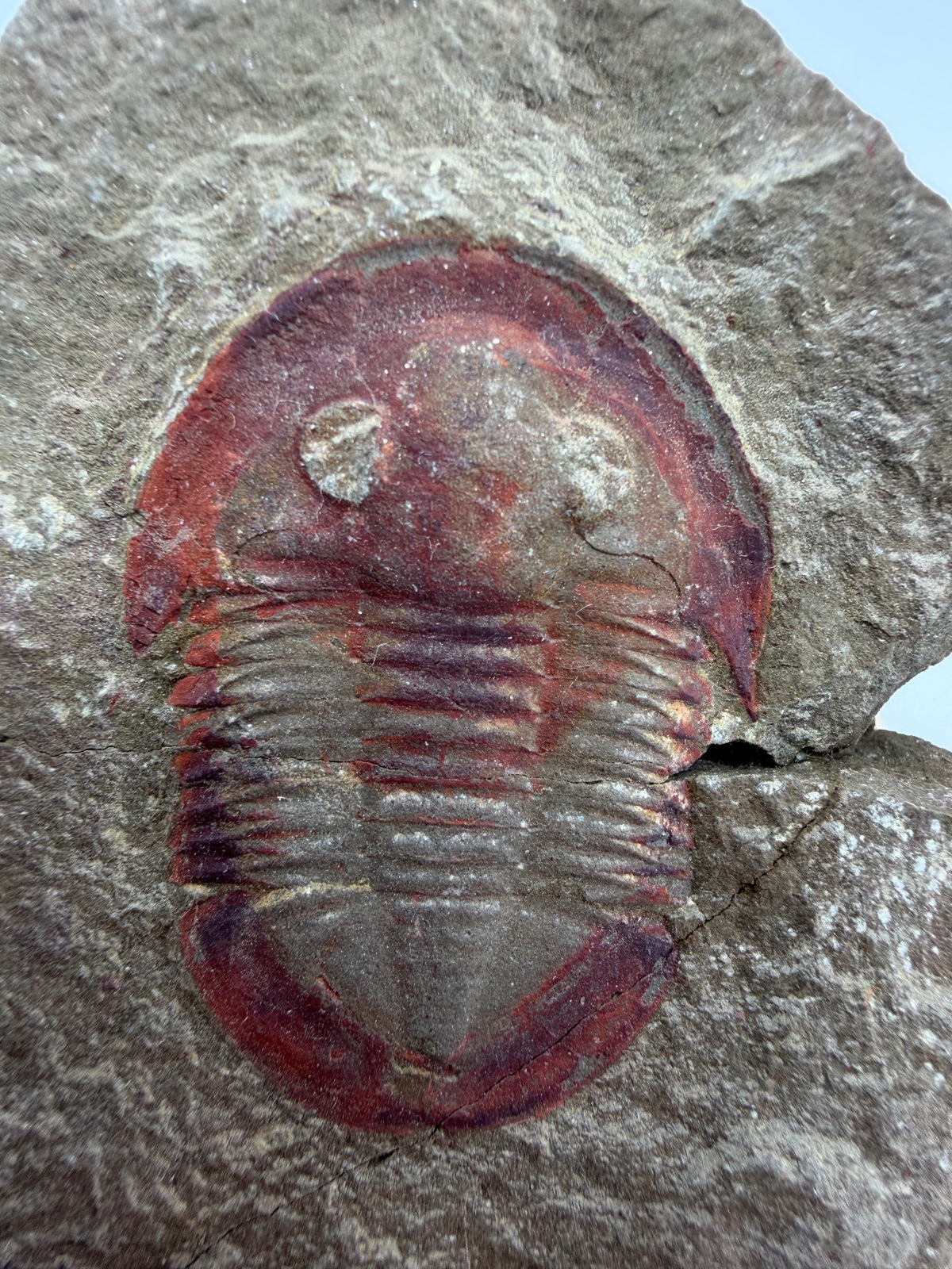 Asaphellus fezouataensis Trilobite, Positive & Negative | 1.69"