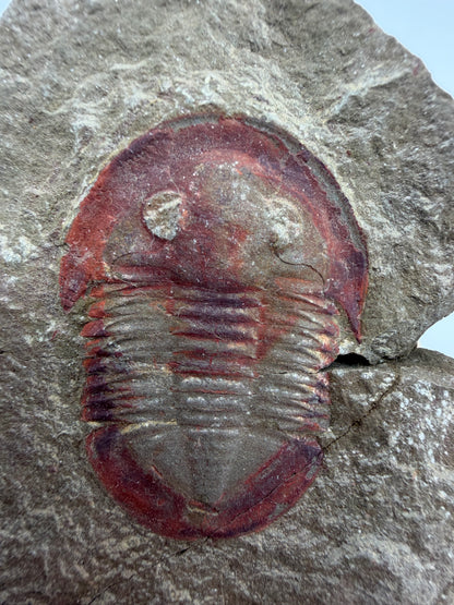 Asaphellus fezouataensis Trilobite, Positive & Negative | 1.69"