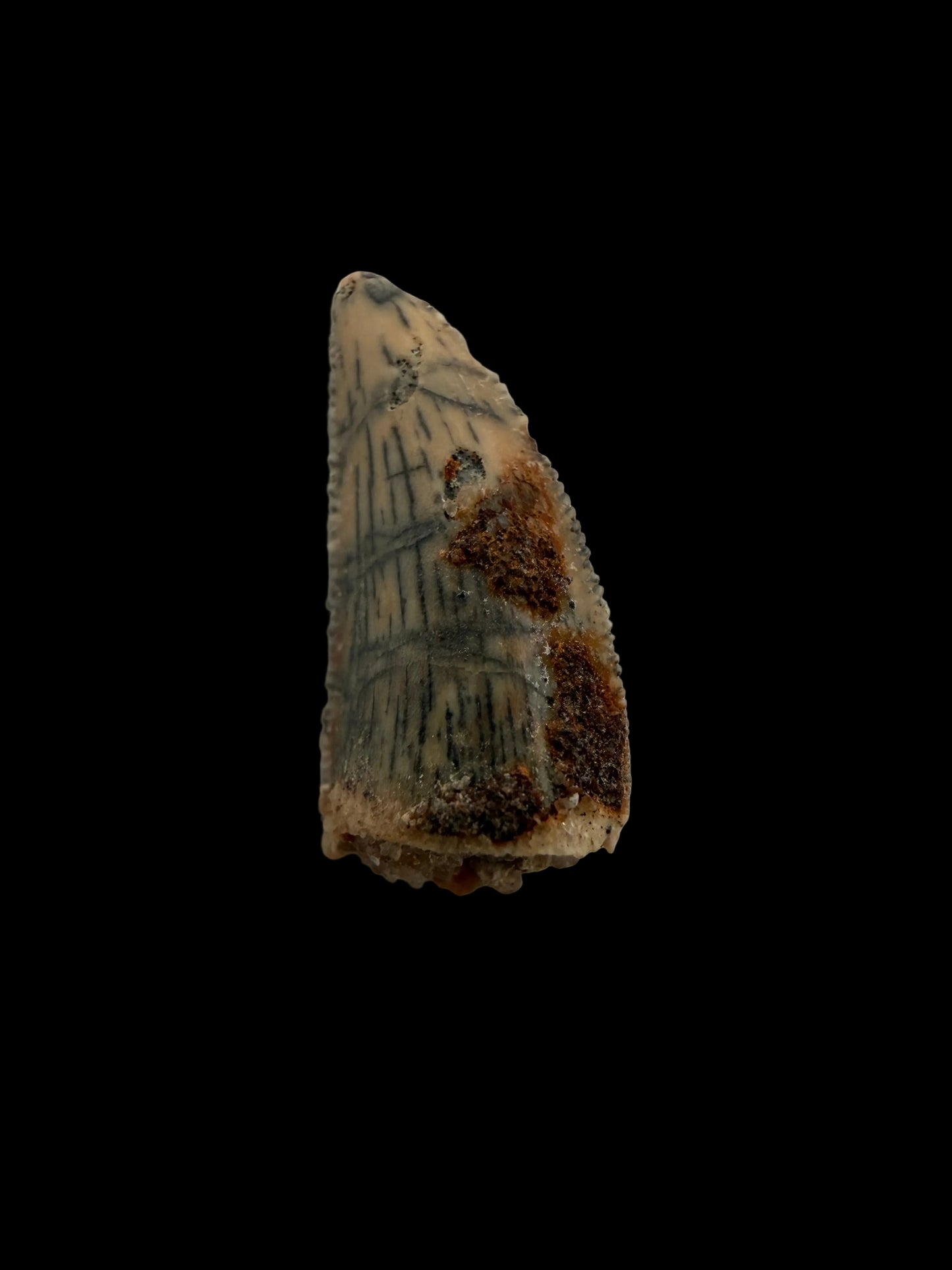 Fossiele tand van een Abelisauride dinosaurus uit Kem Kem, Marokko (0,55 inch)