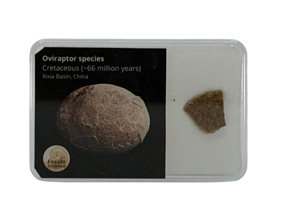Oviraptor species Eggshell Fragment from Cretaceous, China