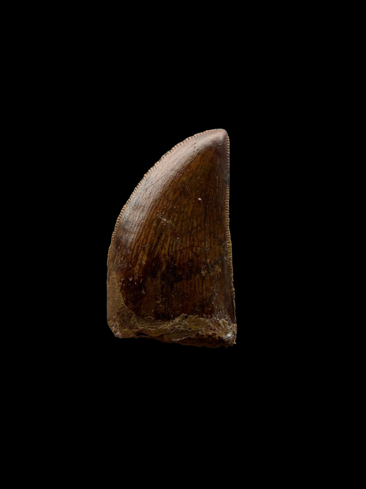 Carcharodontosaurus fossil tooth, Dinosaur tooth from Kem Kem Beds, Morocco (1.20")