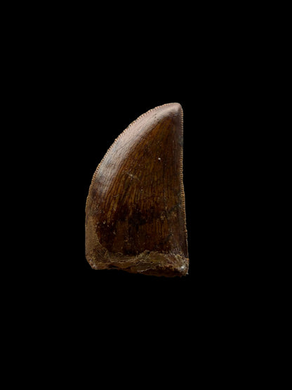 Carcharodontosaurus fossil tooth, Dinosaur tooth from Kem Kem Beds, Morocco (1.20")