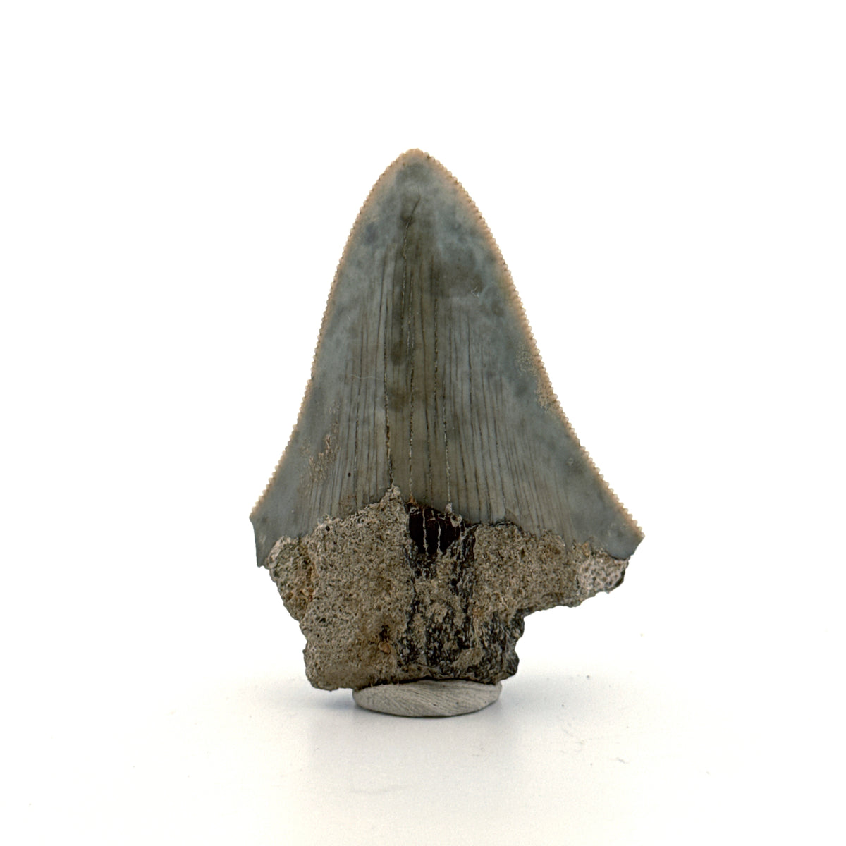 Megalodon Tandfragment uit Indonesië | 2,17 inch