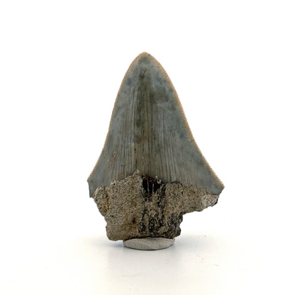 Megalodon Tandfragment uit Indonesië | 2,17 inch