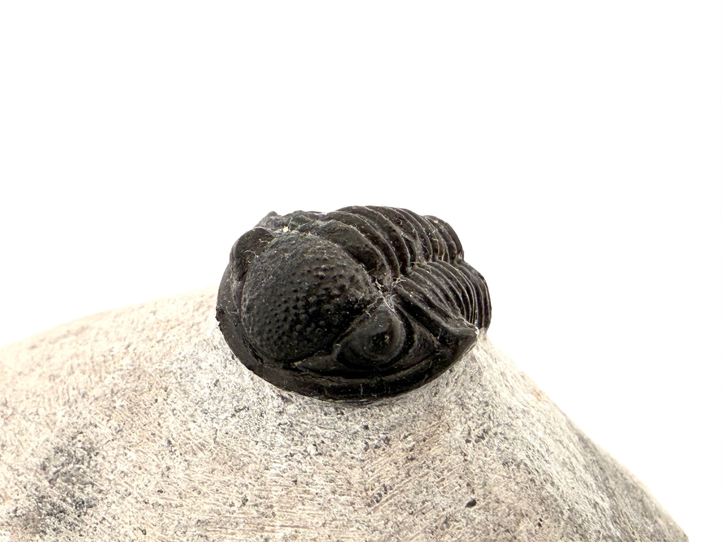 Gerastos granulosus Devonian Trilobite Fossil from Morocco (S01)