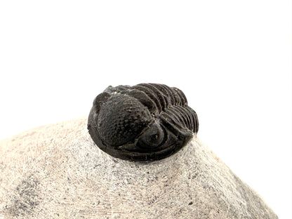 Gerastos granulosus Devonian Trilobite Fossil from Morocco (S01)