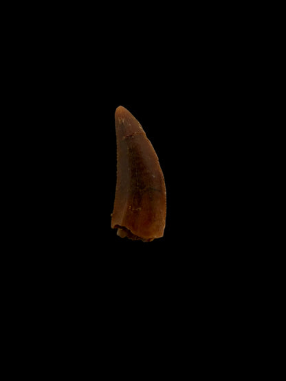 Fossiele tand van een Abelisauride dinosaurus uit Kem Kem, Marokko (0,48 inch)