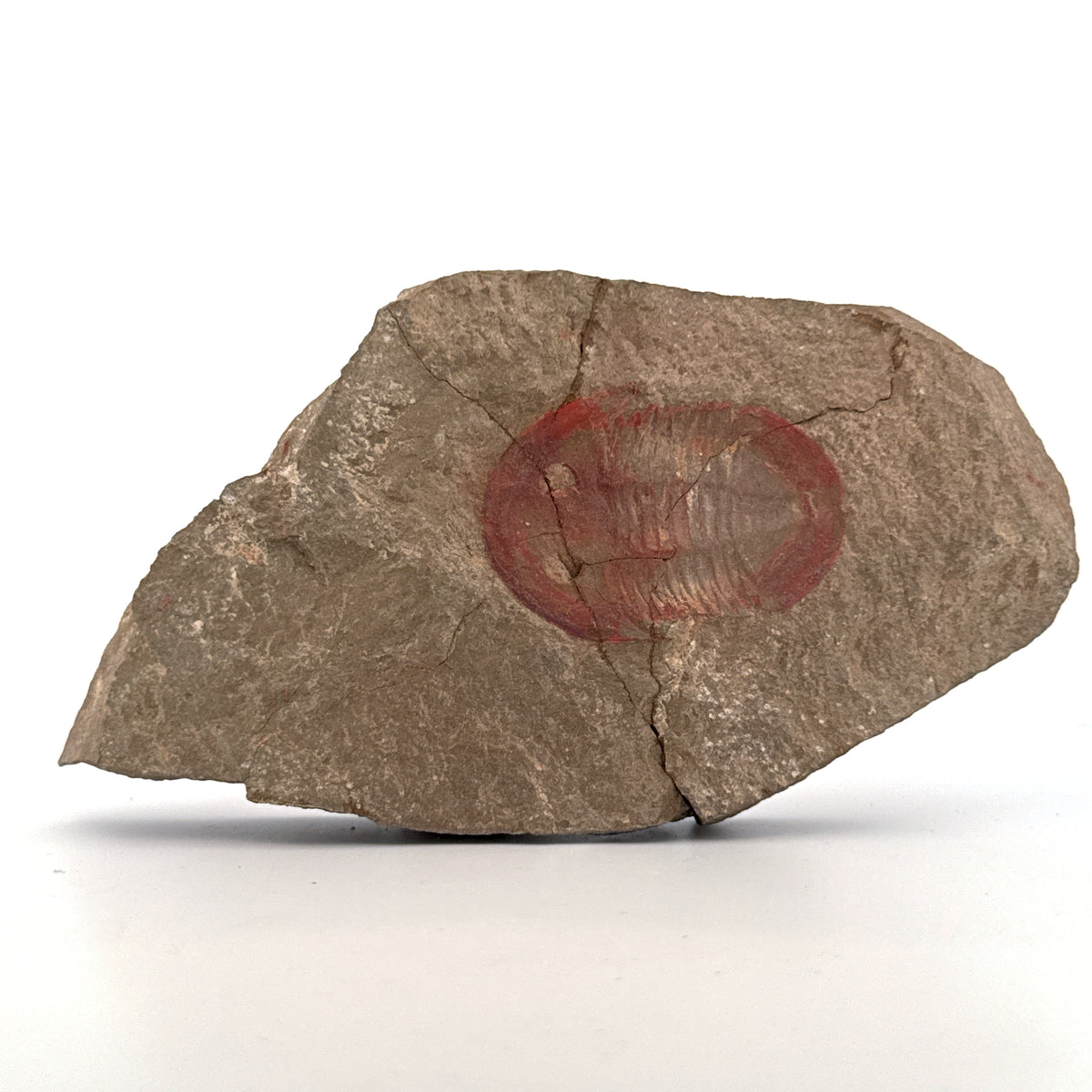 Asaphellus fezouataensis Trilobite, Positive & Negative | 1.69"