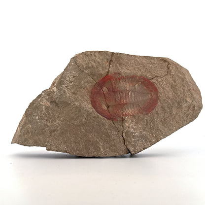 Asaphellus fezouataensis Trilobite, Positive & Negative | 1.69"
