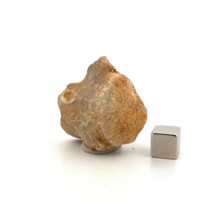 Small Mosasaur caudal vertebra from Late Cretaceous, Morocco (1.38")