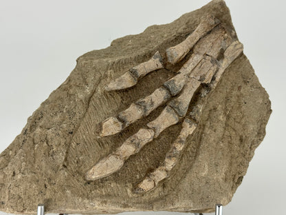 Psittacosaurus poot Vroeg-Krijt fossiel uit China