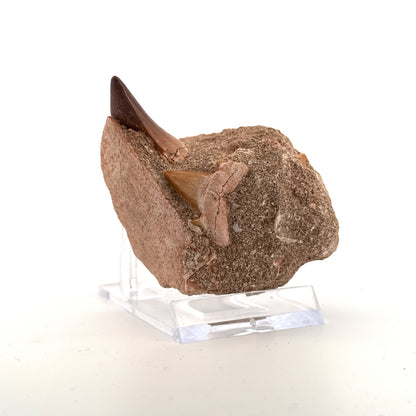 Mosasaur Tooth and Shark tooth from Morocco, Late Cretaceous