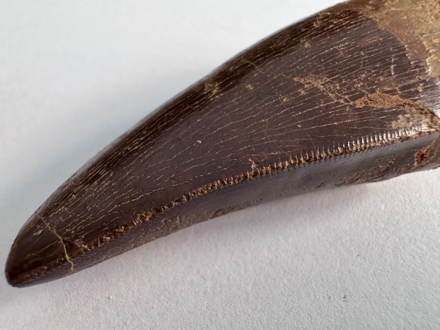Carcharodontosaurus fossiele tand, Krijt dinosaurus tand uit Kem Kem Beds, Marokko (2,53 inch)