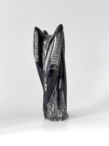Orthoceras Cephalopod Fossil (+/- 9.00") - Devonian, Morocco