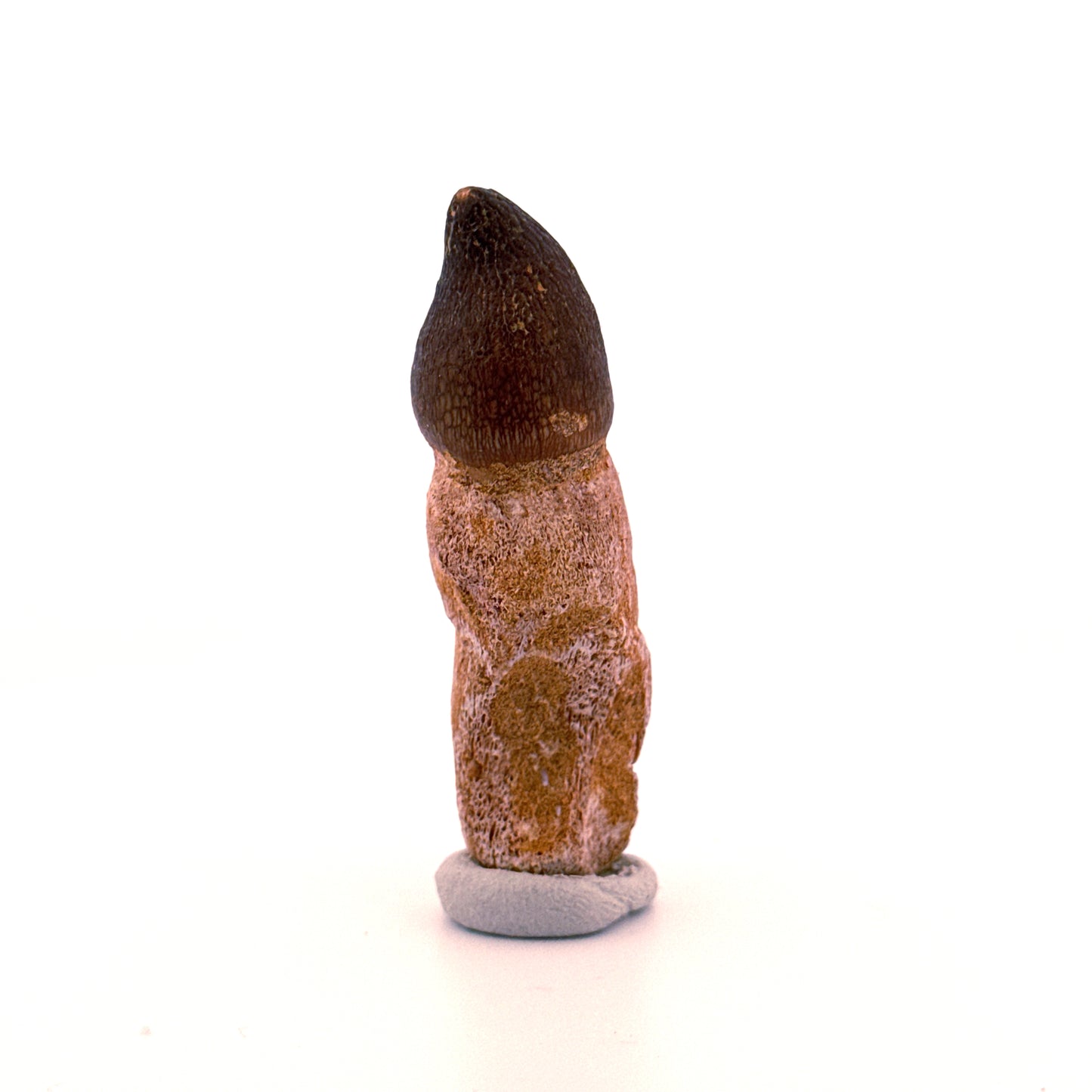 Globidens phosphaticus tooth with natural root from Cretaceous, Morocco (2.37")