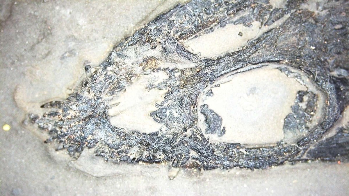 9.05" Keichousaurus Hui fossil, triassic marine reptile - FossilsAndMore