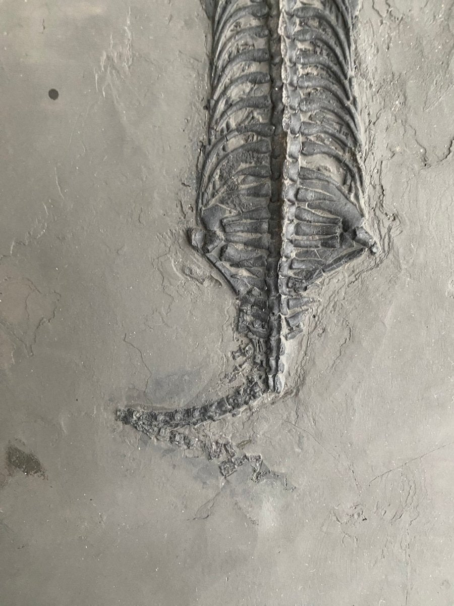 9.05" Keichousaurus Hui fossil, triassic marine reptile - FossilsAndMore