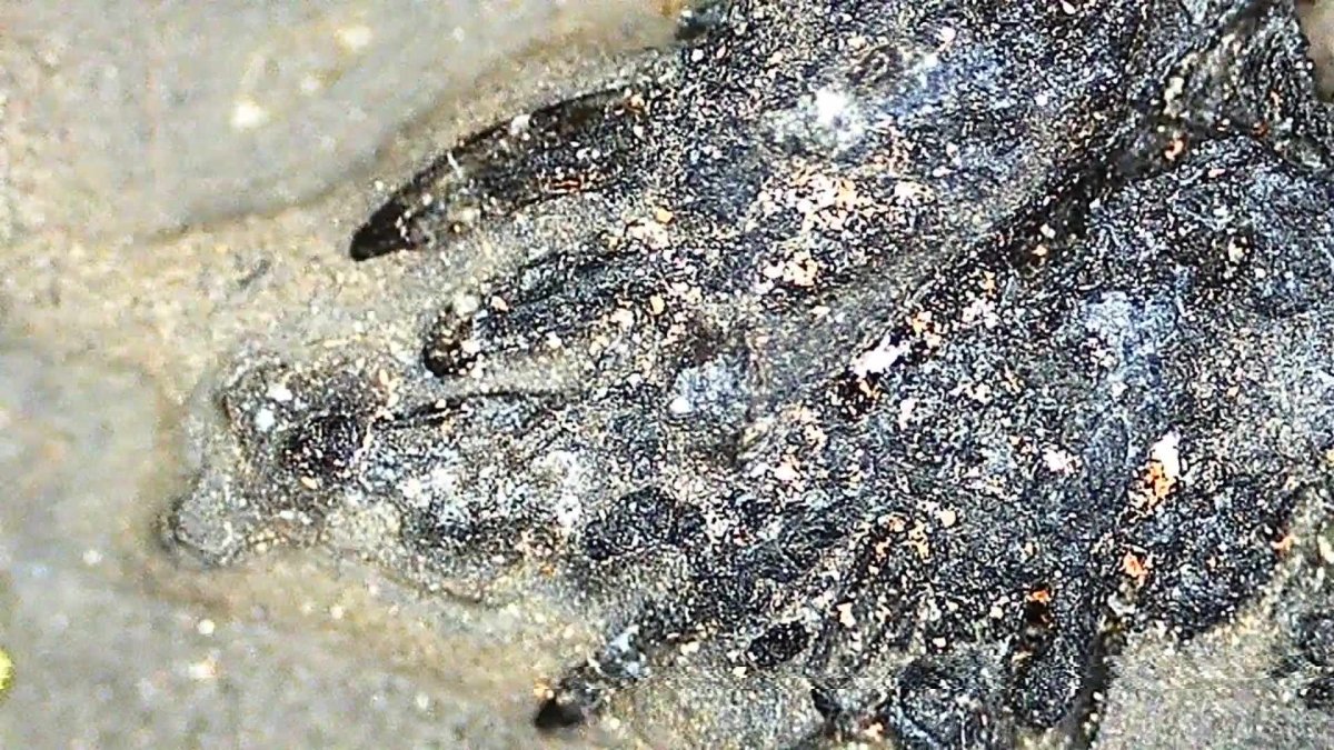 9.05" Keichousaurus Hui fossil, triassic marine reptile - FossilsAndMore