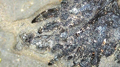 9.05" Keichousaurus Hui fossil, triassic marine reptile - FossilsAndMore
