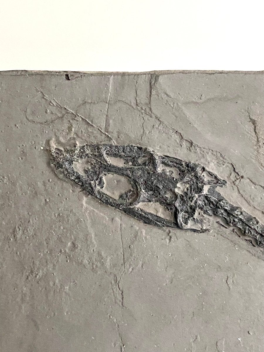 9.05" Keichousaurus Hui fossil, triassic marine reptile - FossilsAndMore