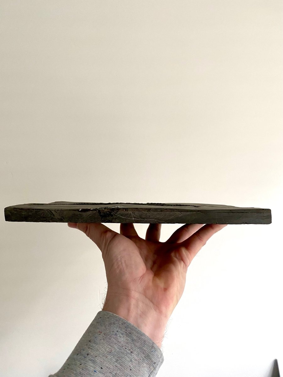 9.05" Keichousaurus Hui fossil, triassic marine reptile - FossilsAndMore