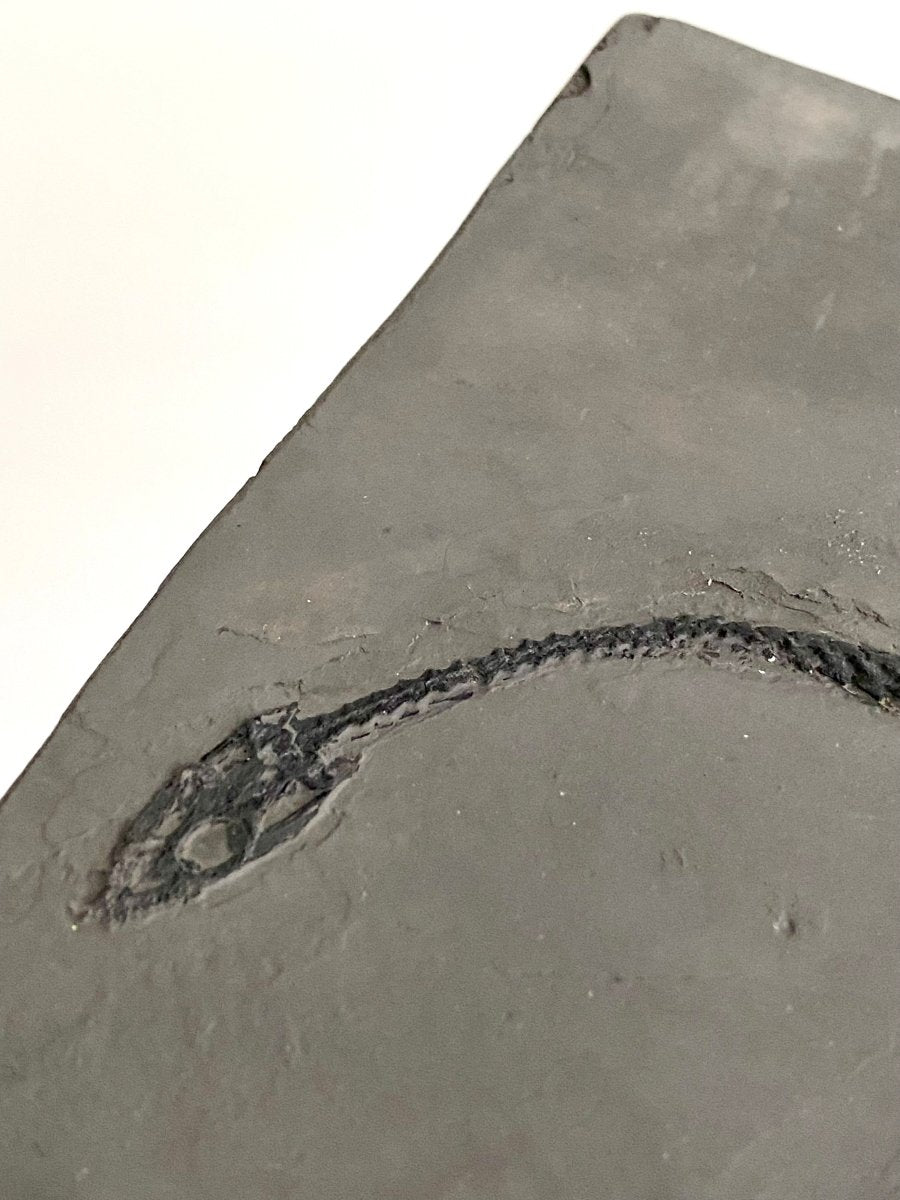 9.05" Keichousaurus Hui fossil, triassic marine reptile - FossilsAndMore