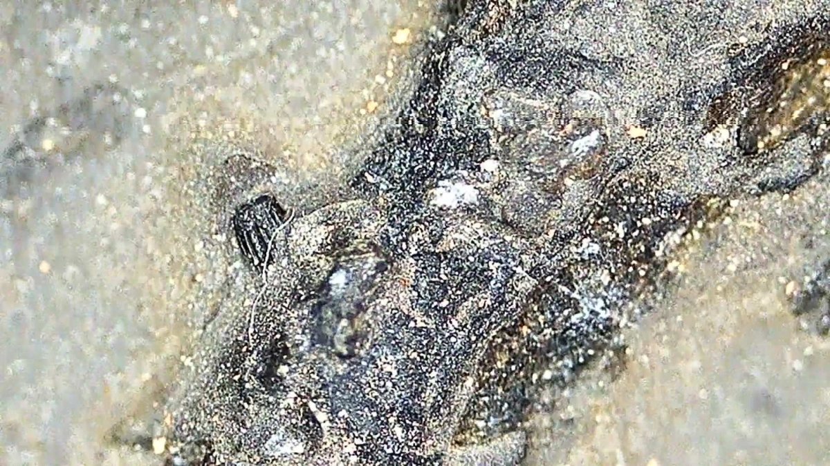 9.05" Keichousaurus Hui fossil, triassic marine reptile - FossilsAndMore