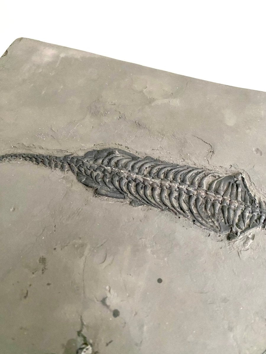 9.05" Keichousaurus Hui fossil, triassic marine reptile - FossilsAndMore