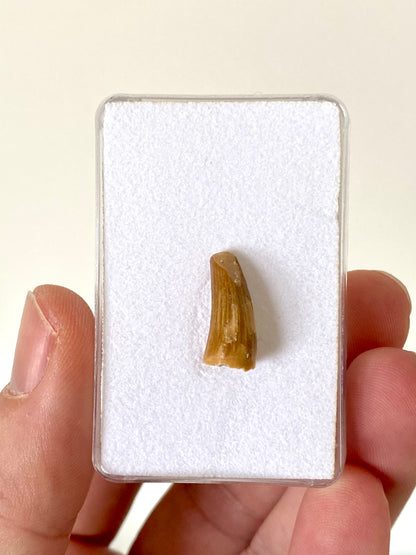Fossiele tand van een krokodillensoort (0,67 inch) uit Marokko