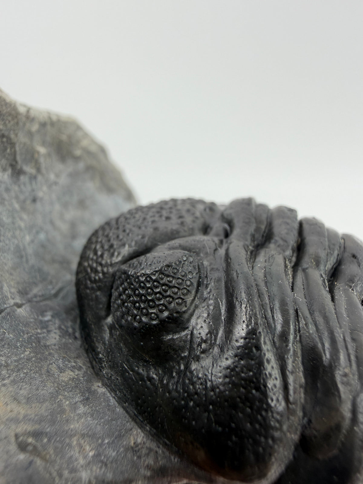 Large Devonian Phacopid Trilobite from Morocco | 3.10"