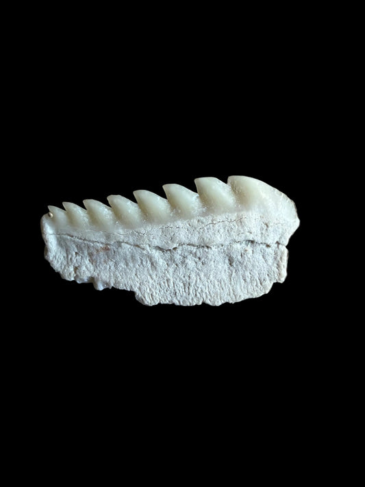 Rare Hexanchus microdon Fossil Shark Tooth