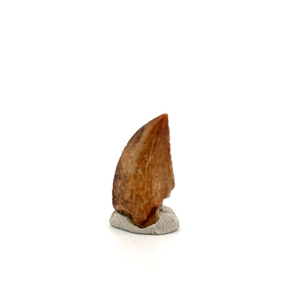 Majungasaurus Dinosaur Tooth from Late Cretaceous, Madagascar (0.82")