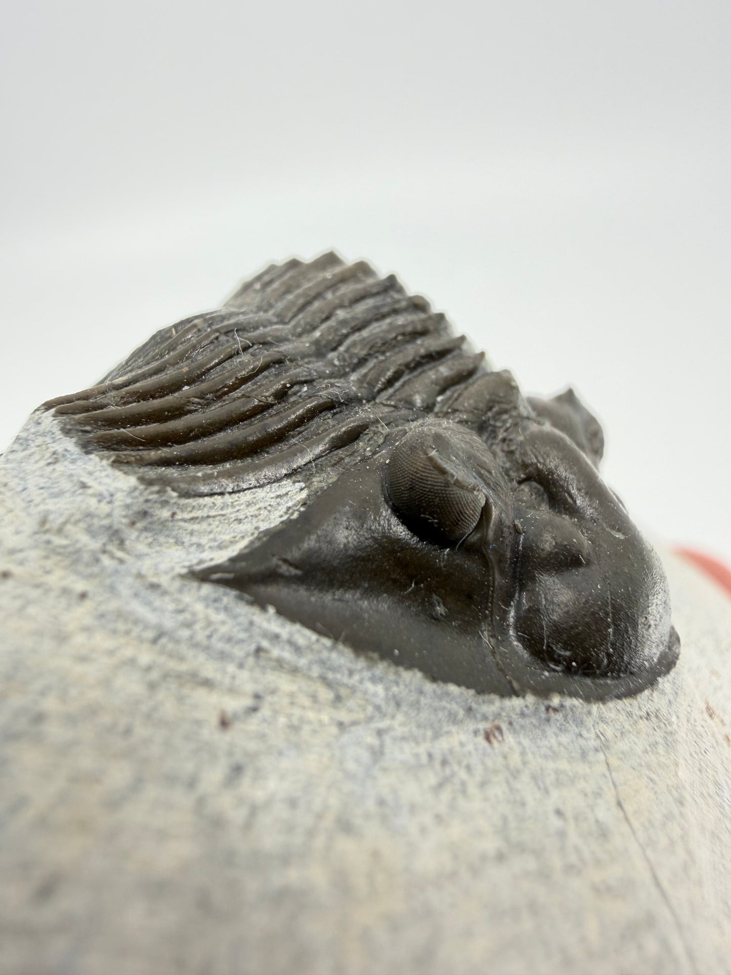Scutellum sp. Trilobiet op Matrix uit Devoon, Marokko (1.45 inch)