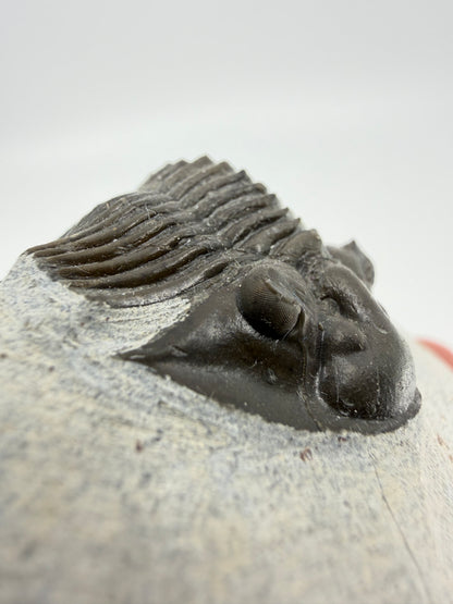 Scutellum sp. Trilobiet op Matrix uit Devoon, Marokko (1.45 inch)