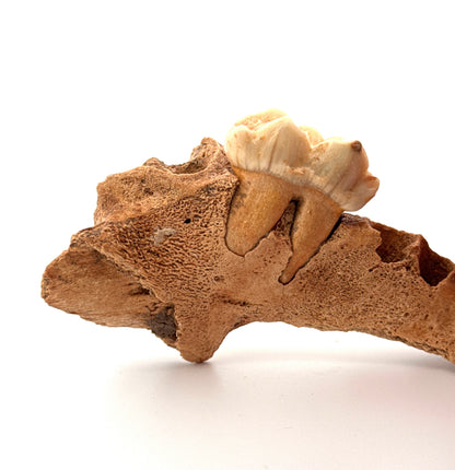 Holenbeer (Ursus spelaeus) kaakfragment met kies uit het Pleistoceen, Roemenië (3,75 inch)