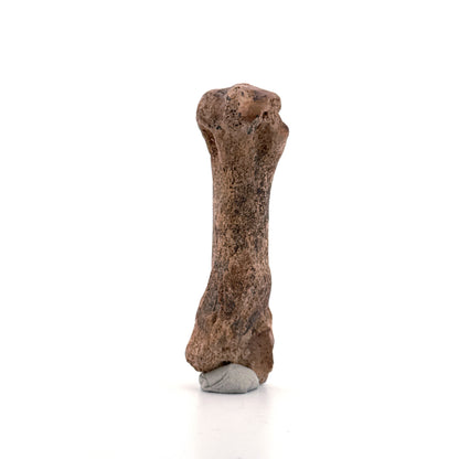 Holenbeer (Ursus spelaeus) Middenhandsbeen uit Pleistoceen, Roemenië | 3,17 inch