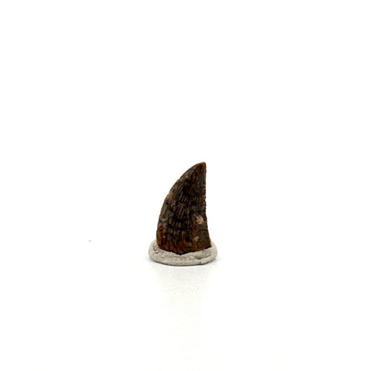 Fossiele tand van een Abelisauride dinosaurus uit Kem Kem, Marokko (0,54 inch)