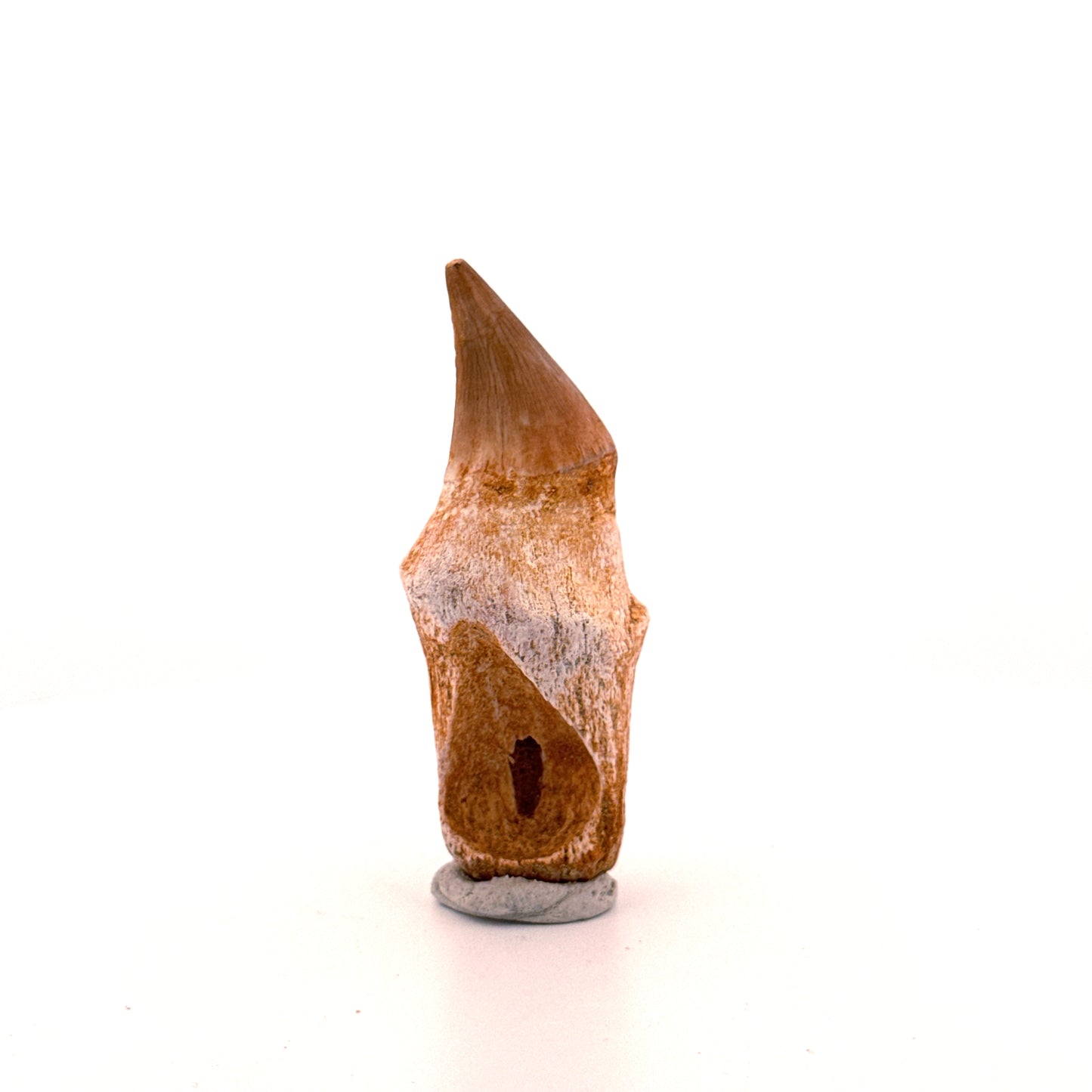 Mosasaurus tand met wortel uit het Laat-Krijt, Marokko (2.31 inch)