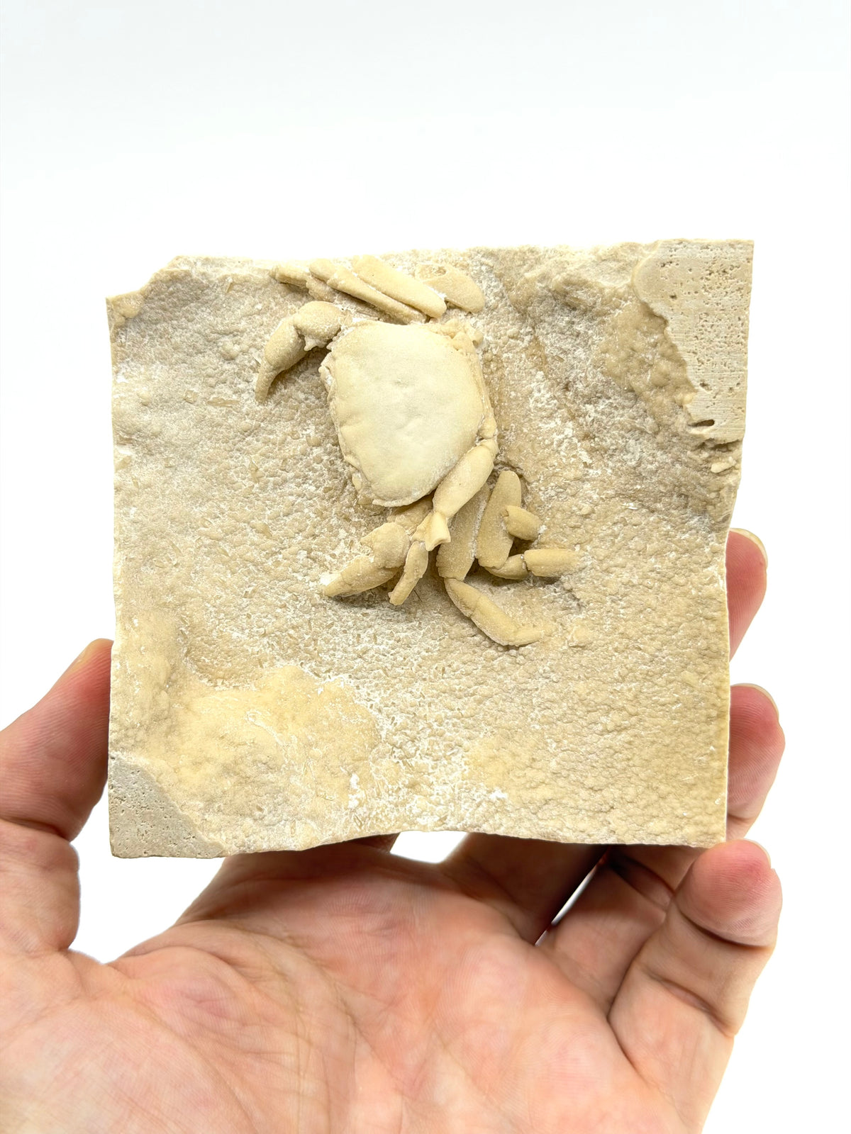 Exceptional Potamon Fossil Crab on Travertine Matrix (2.90") from Pleistocene, Turkey