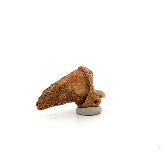 Holenbeer klauw (Ursus spelaeus), distale falanx fossiel (1.70 inch) uit Pleistoceen, Roemenië