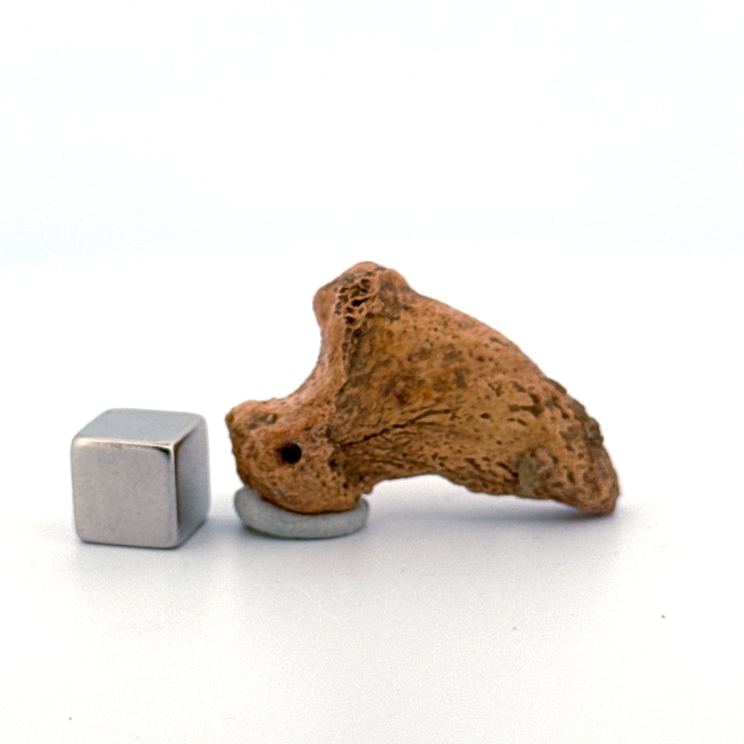 Holenbeer klauw (Ursus spelaeus), distale falanx fossiel (1.43 inch) uit Pleistoceen, Roemenië