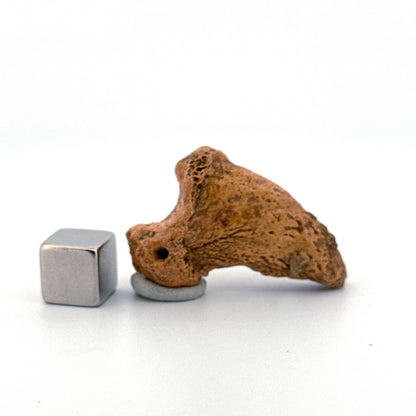 Holenbeer klauw (Ursus spelaeus), distale falanx fossiel (1.43 inch) uit Pleistoceen, Roemenië