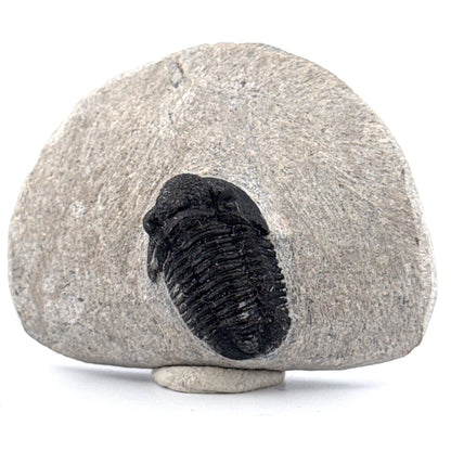 Gerastos granulosus Devonian Trilobite Fossil from Morocco (A021)