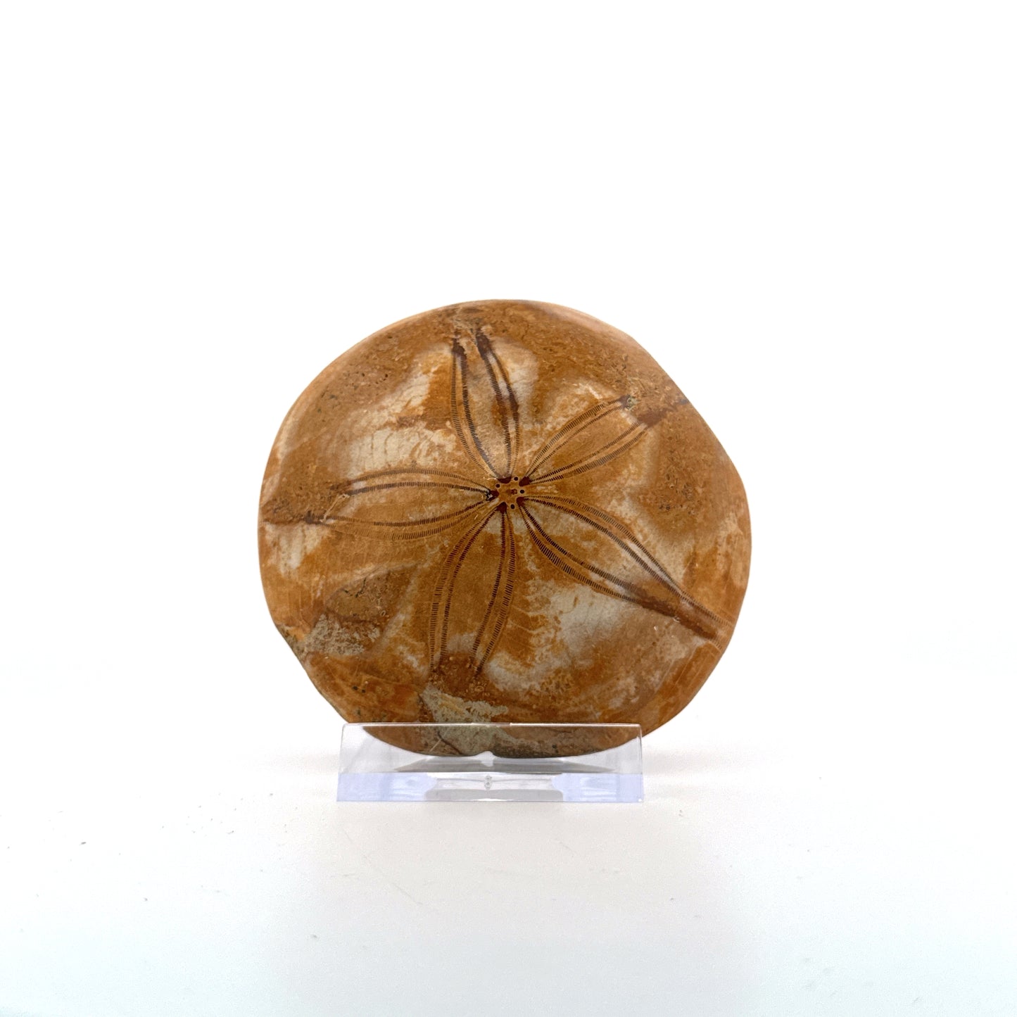 Pygurus Marmonti, zee-egel uit het Jura, Madagaskar (2.88 inch)