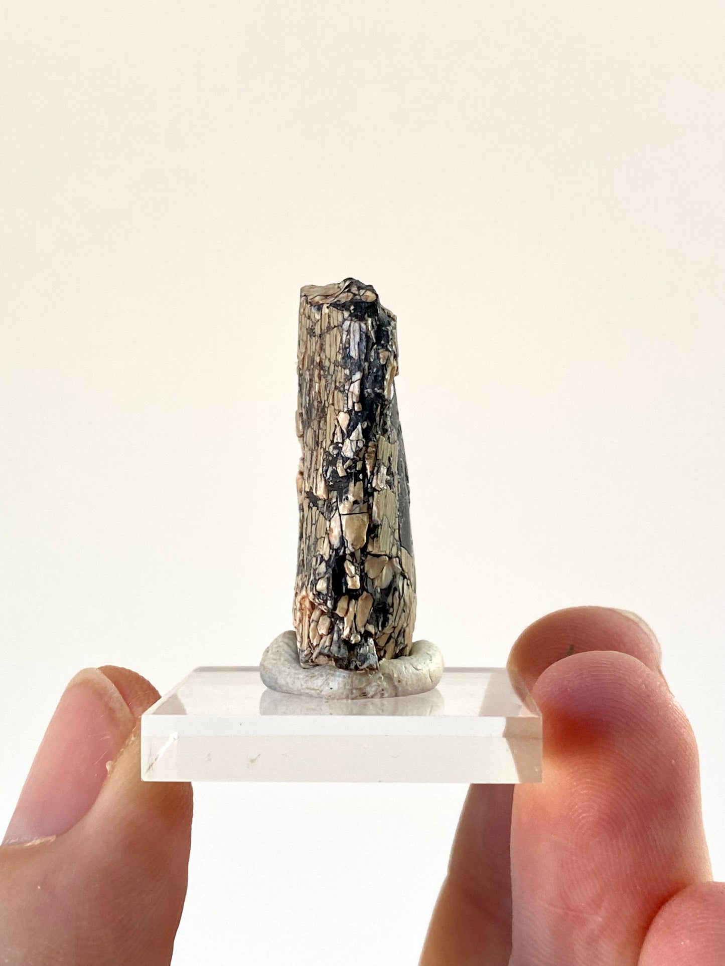 Fossiele dinosaurustand van Afrovenator abakensis (1,25 inch) - Jura, Niger