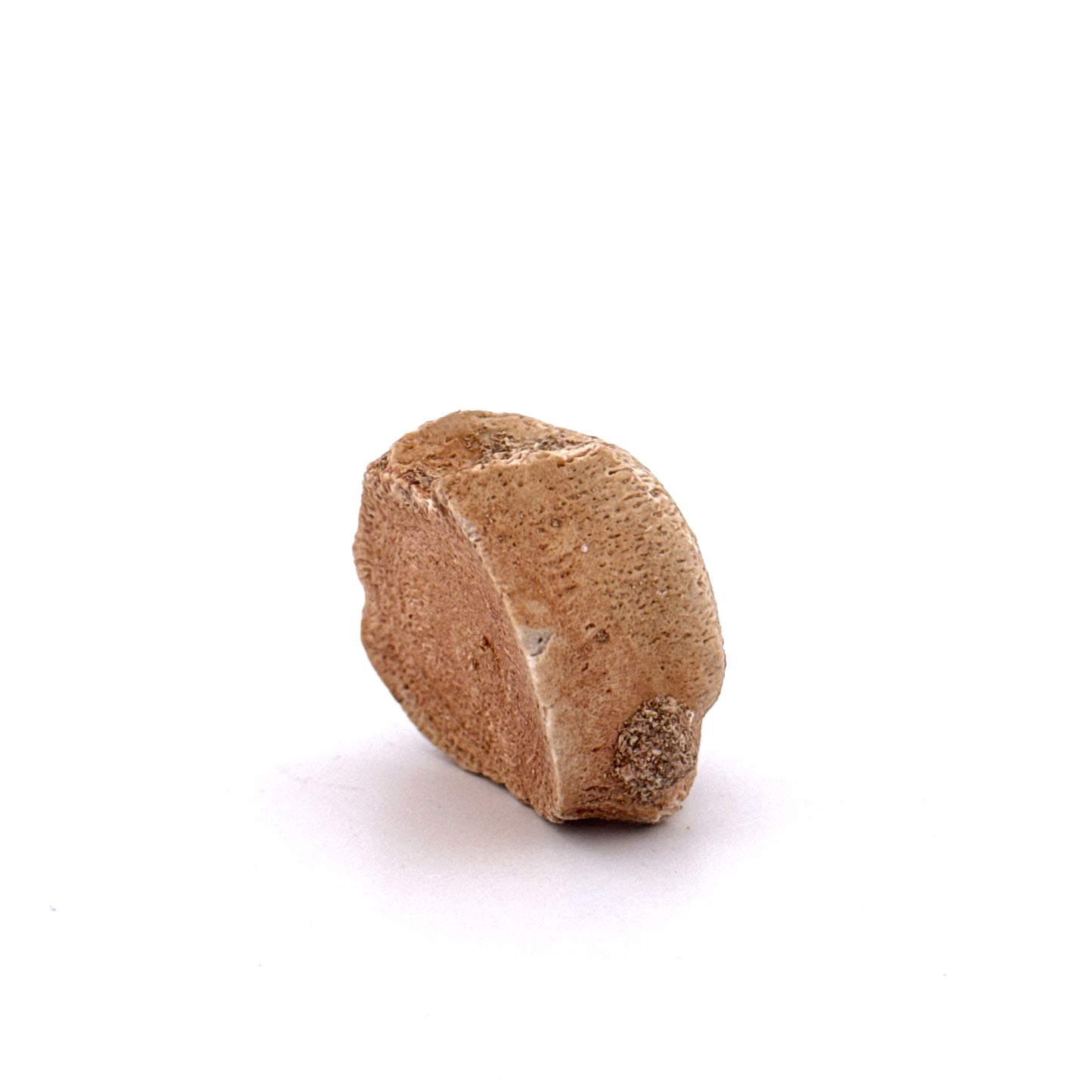 Small Mosasaur caudal vertebra from Late Cretaceous, Morocco (1.23")