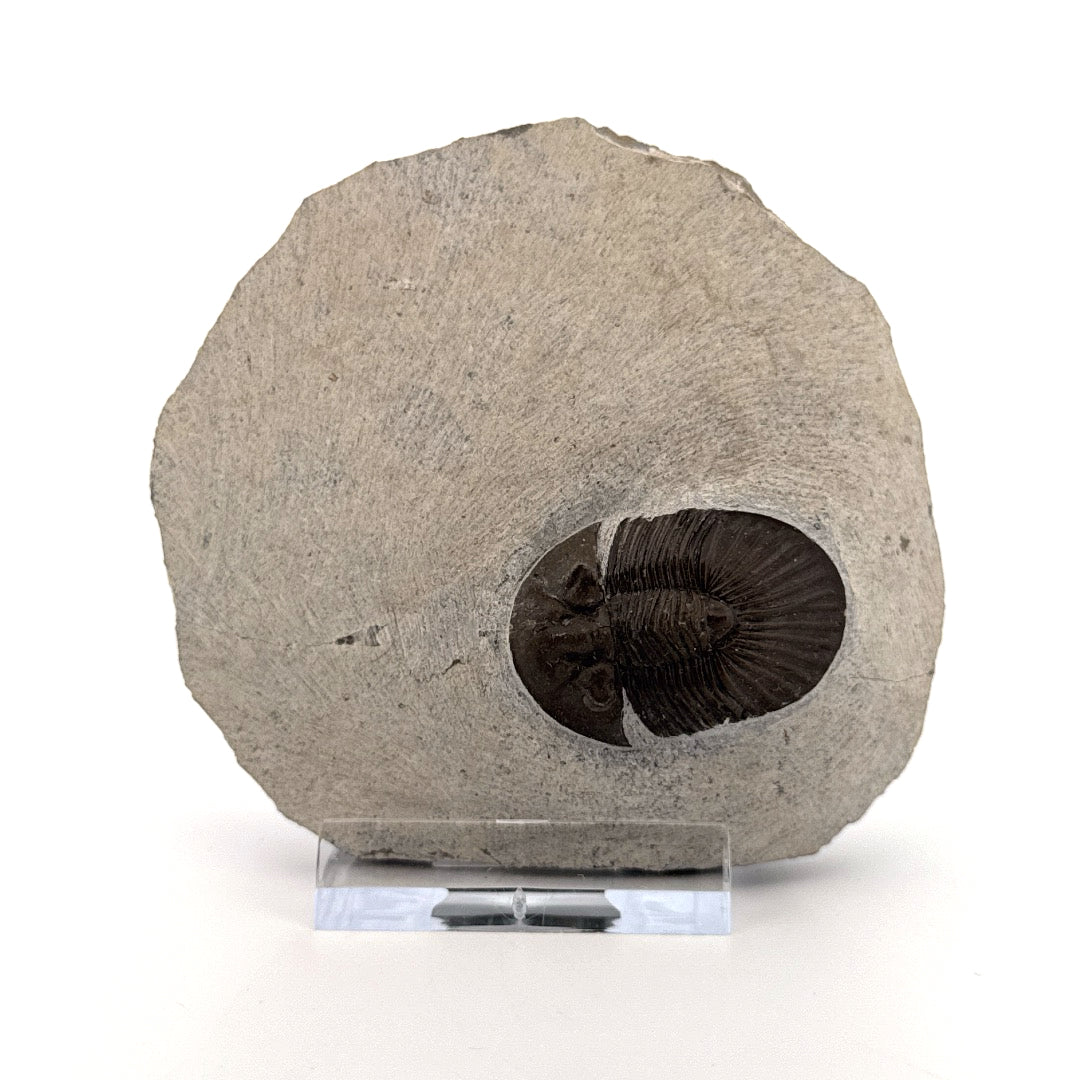 Scutellum sp. Trilobiet op Matrix uit Devoon, Marokko (1.32 inch)