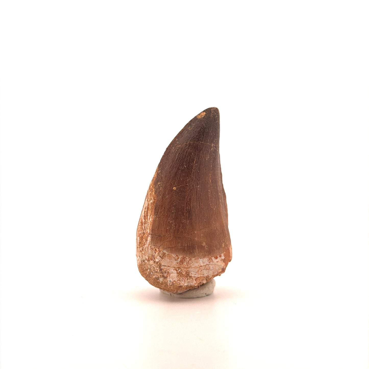 Mosasaur tooth fossil from Late Cretaceous, Morocco (2.21")
