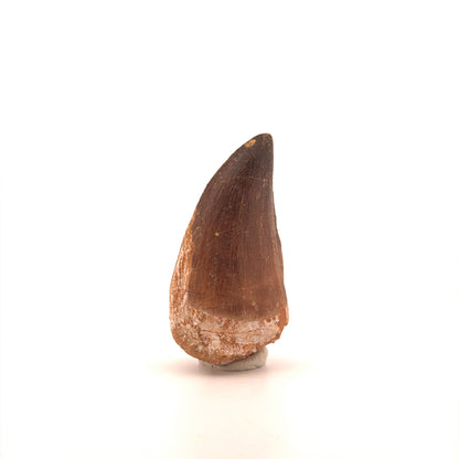 Mosasaur tooth fossil from Late Cretaceous, Morocco (2.21")